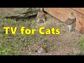 Cat TV ~ Mice Videos for Cats to Watch Extravaganza 🐭 Mouse Fun