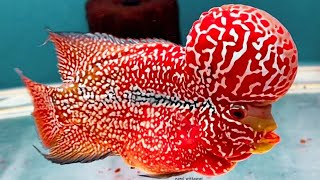 9 Beautiful F2 Super Red King Kamfa Flowerhorn Fishes I have Ever Seen