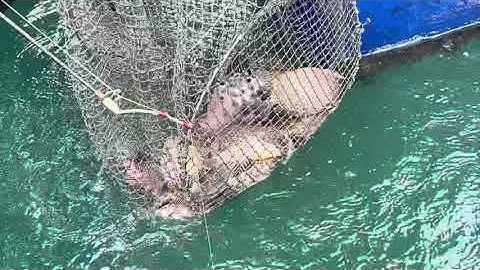 Thông báo bè nông cá dìa ăn  mạnh lại rồi, anh em tranh thủ đi câu nha : cá ăn rong 