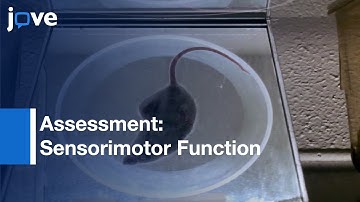 Assessment: Sensorimotor Function-Mouse Models Of Parkinson