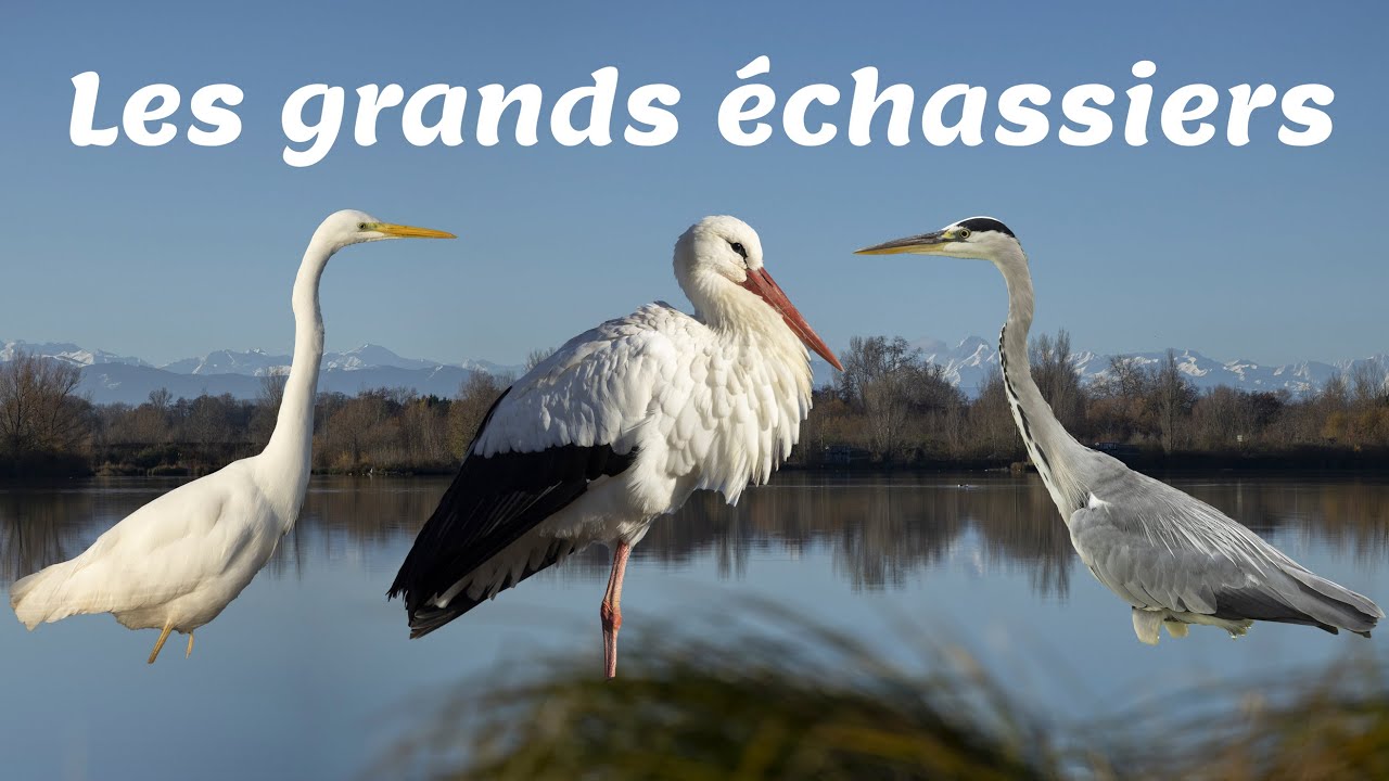 Cuissarde De Chasse Et Pêche LaCrosse – Taille 8, Isolante, 120g, Multi-color – Renard Des Marais