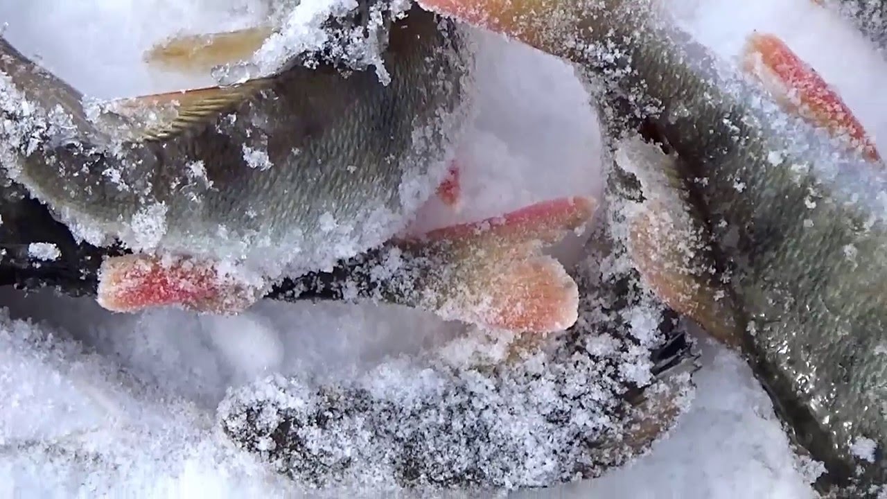 Рыбалка в Здвинском районе на реке Чулым (Часть первая)