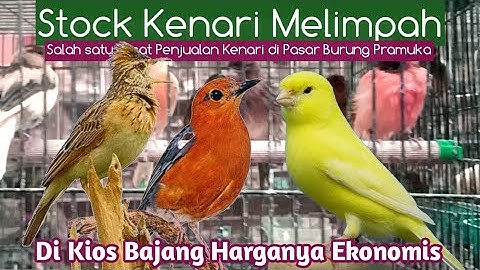 STOCK KENARI MELIMPAH | DI KIOS BAJANG HARGANYA EKONOMIS
