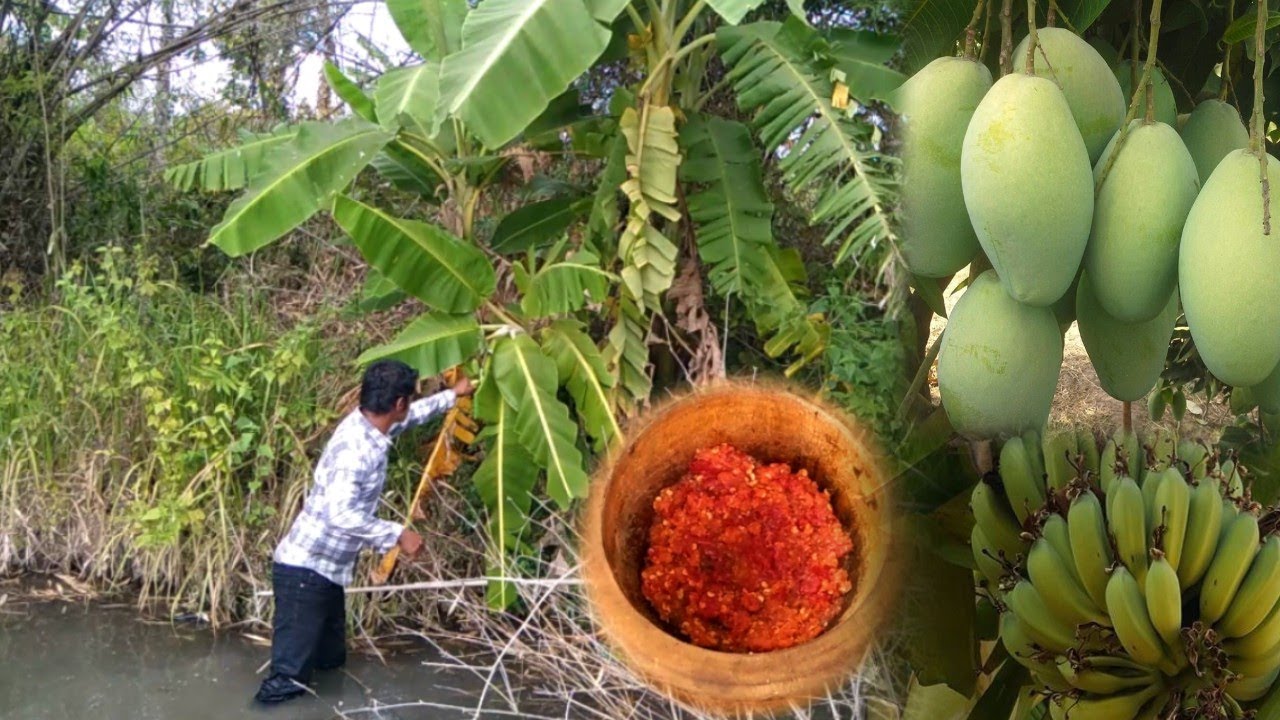 Walking to find and cut wild banana stalks and picking wild mangoes to dip in chili salt.