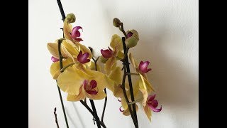 Редкая орхидея Орхидейные обновки I-Hsin Spot Eagle / Golden Beauty / Elegant Debora из Голландии