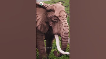 Woolly Mammoth VS African Elephant: Who Will Win the Epic Battle?? @IndianVideoZone