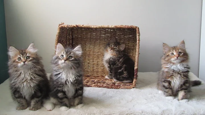 Video 10390991: siberian cattery, litter