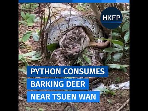 Hong Kong python eats a barking deer