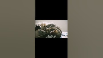 تلاوه قرآنيه خاشعه #اكسبلور #المصحف #تلاوة #لايك #قران_كريم #راحة_نفسية