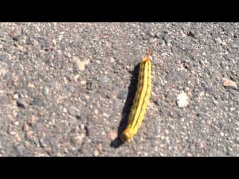 White-Lined Sphinx Moth Caterpillar