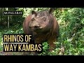 Captive breeding of Sumatran rhinos: Where the program stands today - Mongabay.com