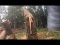 Awesome tree Felling technique