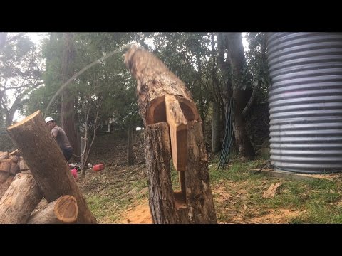 Awesome tree Felling technique 