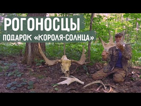 Видео: Как поймать и удержать гекконов дома: 14 шагов