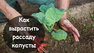 Как вырастить рассаду капусты(http://ogorodko.ru/vyrashhivanie-rassady-kapusty-v-domashnix-usloviyax.html Чтобы вырастить крепкую рассаду капусты, нужно правильно подгото..., 2015-03-07T10:17:39.000Z)