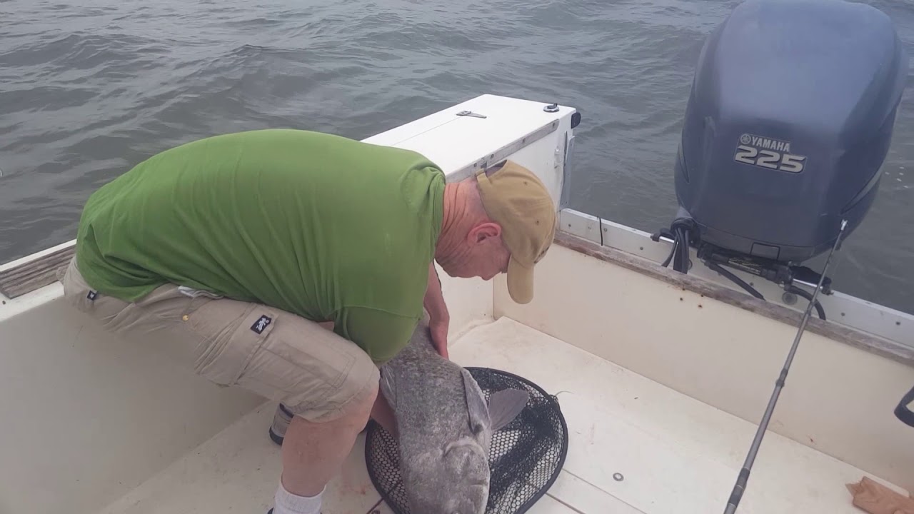 Delaware Bay Black Drum Fishing YouTube