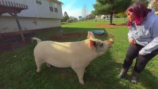 : Meet Floppy the Pig 3D 180 VR