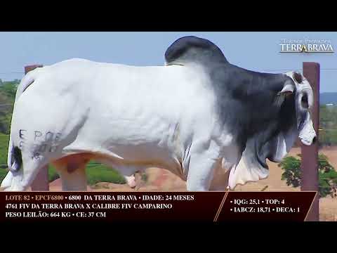 LOTE 82   EPCF 6800