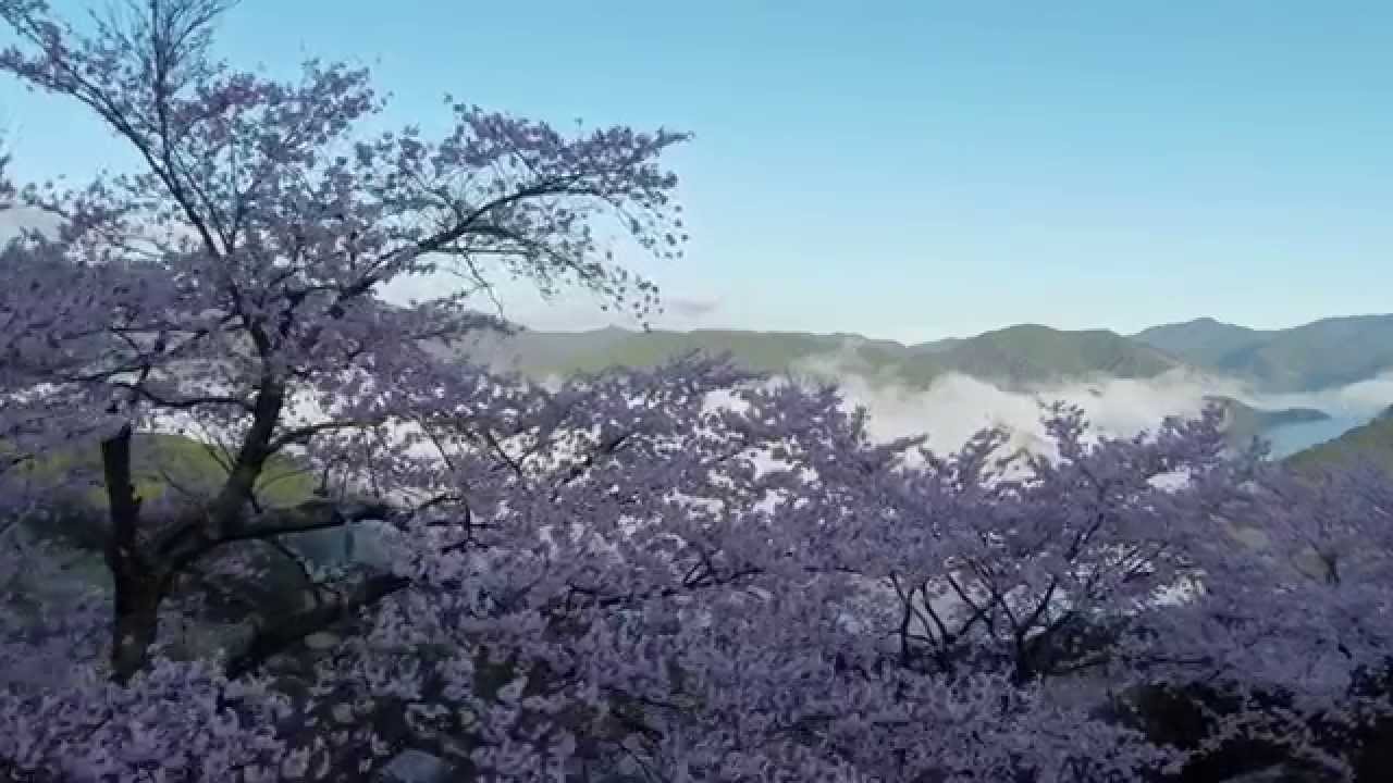 雲海×桜_20150402_A sea of clouds and cherry blossom in Wakayama,Japan