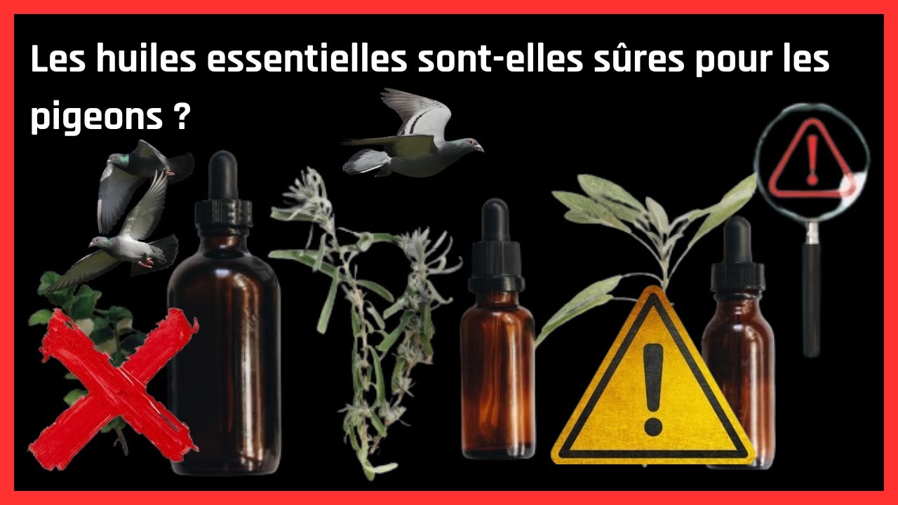 Безопасны ли эфирные масла для голубей?