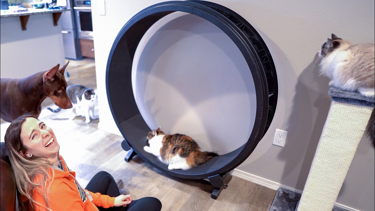  Update  Our cats got an exercise wheel | One Fast Cat