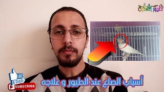 علاج الصلع عند الطيور و بالأخص الكناري