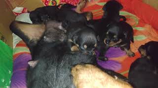 Rottweiler Mother Feeding Milk To puppies || Roxy Ke puppies || Review reloaded #short #shorts
