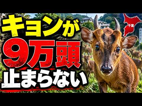 【衝撃】なぜ千葉のキョンは止まらないのか？異常繁殖の真実のサムネイル