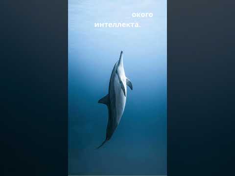 Умнейший житель моря - Дельфин #calmshorts #хочуфакты #факты #youtubeshorts #природа