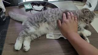 🐱 Daily Petting Cat Relaxing Rain Sounds & Soft  318 screenshot 3
