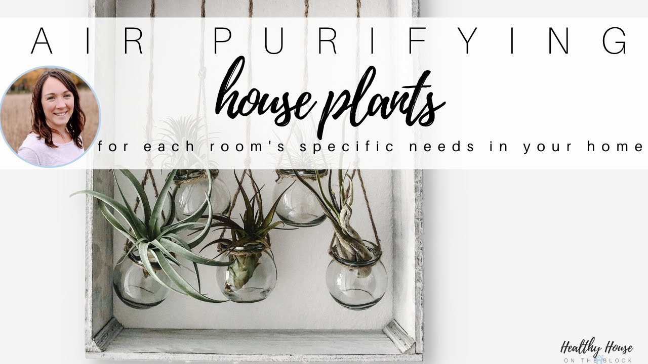 Air Purifying House Plants for Each Room of Your House 
