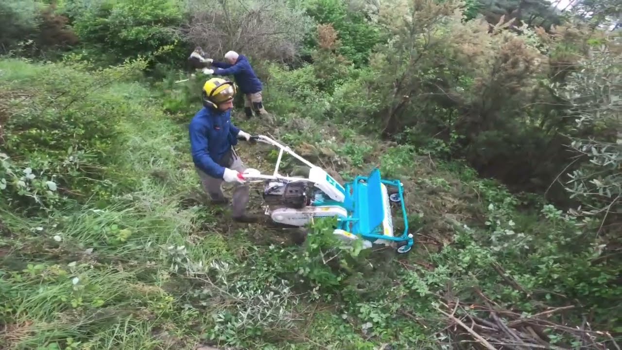 Esbosco con trincia semovente, senza bruciature di oliveto su terrazze abbandonato
