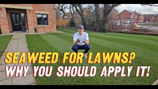 Why You Should Apply Seaweed To Your Lawn