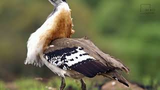 Interesting facts about Denham's bustard by weird square