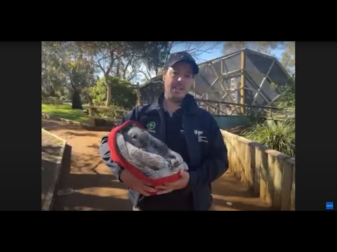 Video: Haustier-Schaufel: Verwaistes Wallaby bekommt Ersatzvater, Fleisch, das von einigen Tiernahrungsetiketten weggelassen wurde
