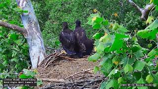 Little Miami Conservancy Bald Eagle 20.05.2024 11:37