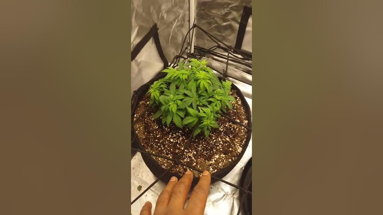 how to water and feed autoflowers for beginners YouTube
