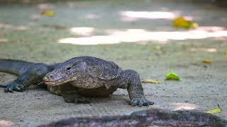 Komodo Dragons: Can These Deadly Lizards Kill Humans