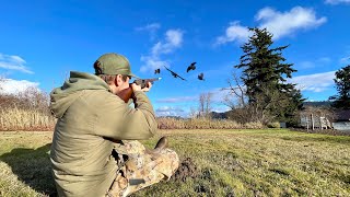 Backyard Crow Hunting with a Lever Action Shotgun!