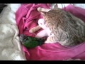 Serengeti cat and conure の動画、YouTube動画。