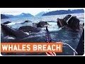 Multiple Whales Breach at Same Time | Feeding Time