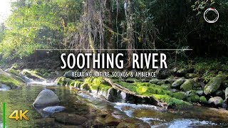 Soothing River Water Stream - Babbling Brook Ambient Sounds | 4K Relaxing Nature Video | OmniHour