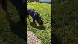 funny Rottweiler dog video #shorts #funny #dog #viral
