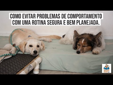 Como evitar problemas de comportamento com uma rotina segura e bem planejada.