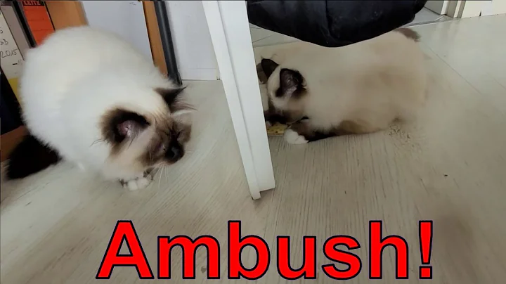 Watch the video about Each Cat Plays Differently