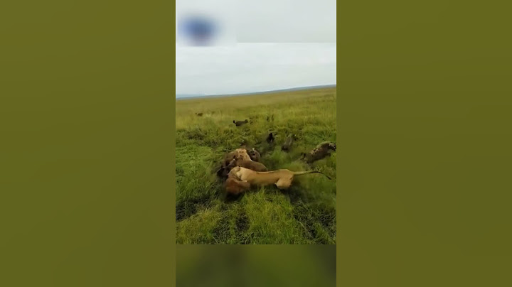Прайд защитил свою львицу от ненасытных гиен...🦁