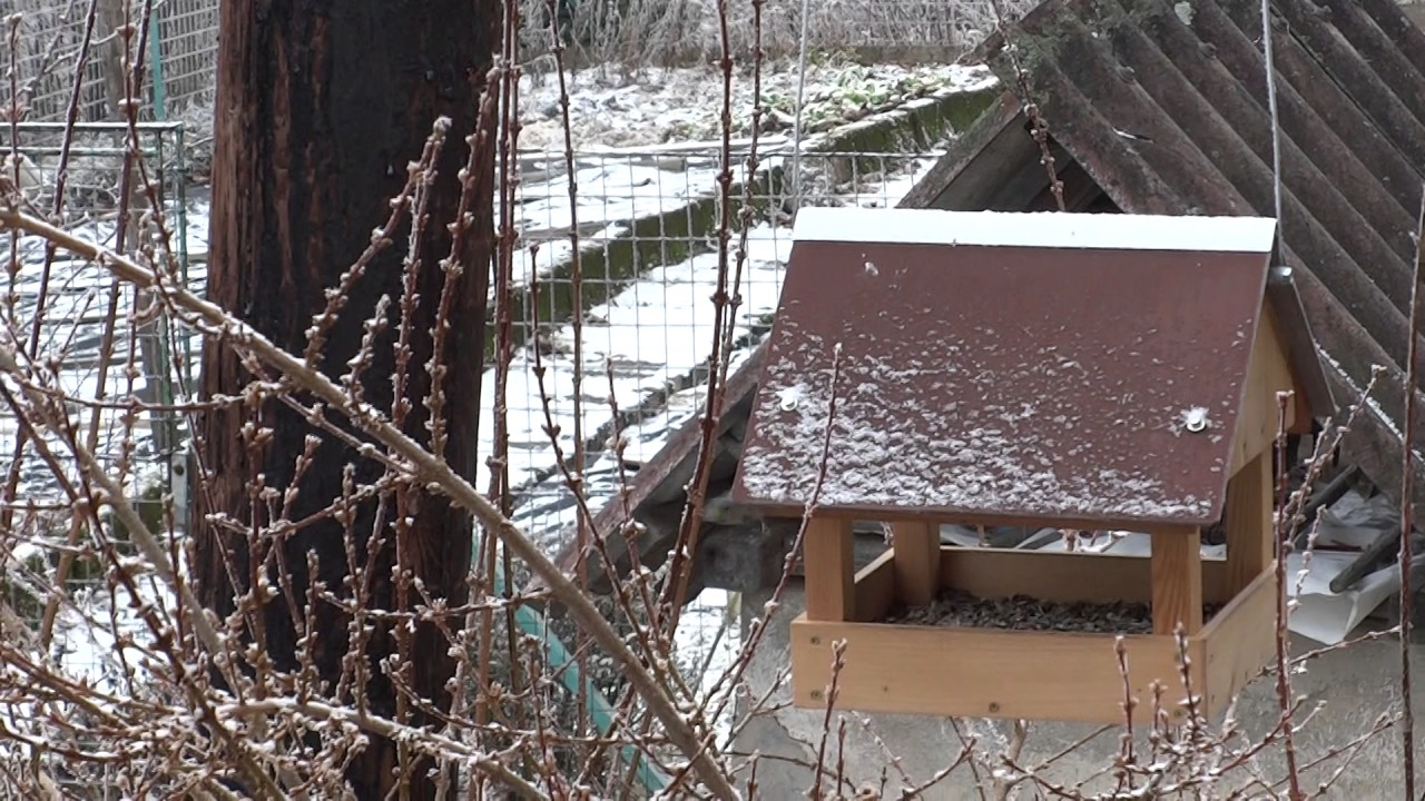 Europe 2016 - Birds in Austria