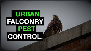 Harris Hawks for Pest control by Hawk Riders 4,306 views 3 years ago 1 minute, 7 seconds