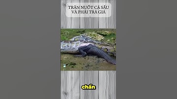 TRĂN NUỐT CÁ SẤU VÀ CÁI GIÁ PHẢI TRẢ