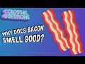 Why Does Bacon Smell So Good? | COLOSSAL QUESTIONS